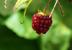 Raspberry ketone